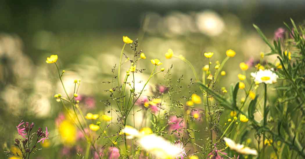 Spring meadow